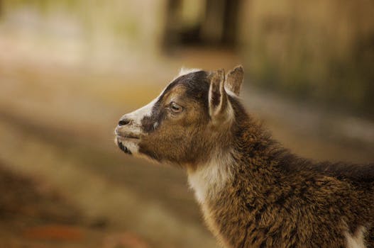 Immagine gratuita di animale, animale carino, animale domestico