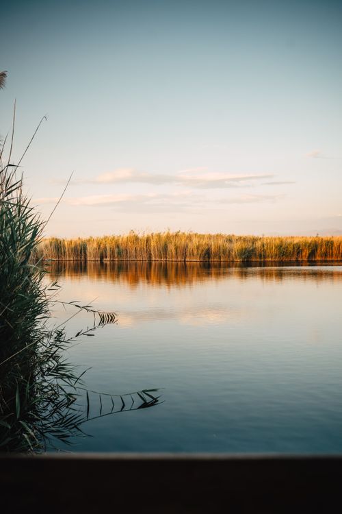 Free A peaceful autumn scene with a tranquil lake reflecting reeds and a golden horizon during sunset. Stock Photo