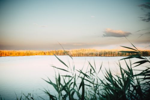 Free Tranquil lake view with golden reeds and soft sunset hues, perfect for nature backgrounds. Stock Photo