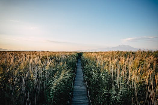 A serene aerial view of wheat fields and a pathway during sunset in Yeşilhisar, Türkiye.