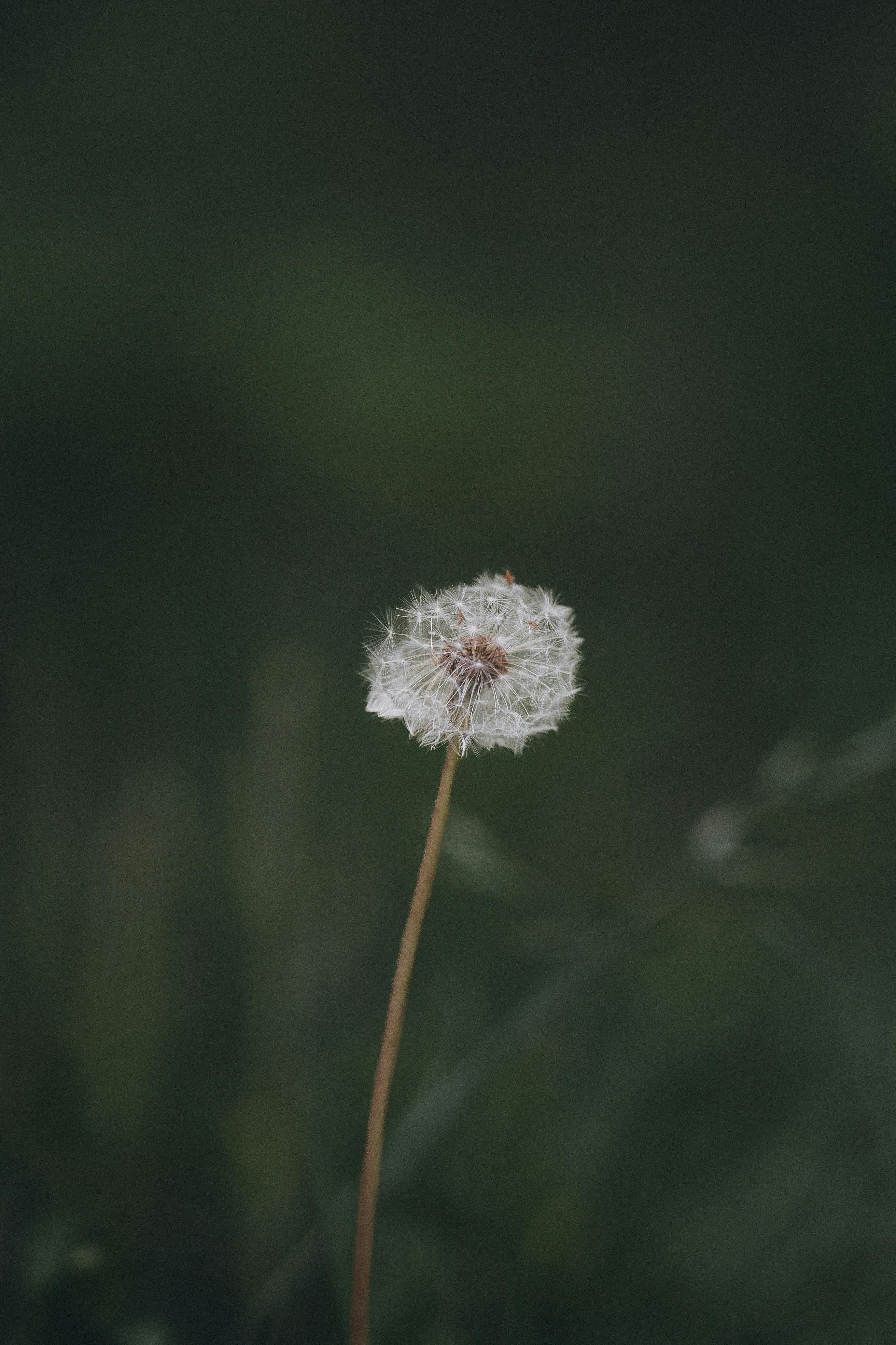 A close-up view of a delicate dandelion seed head in a summer garden, epitomizing fragility and growth.