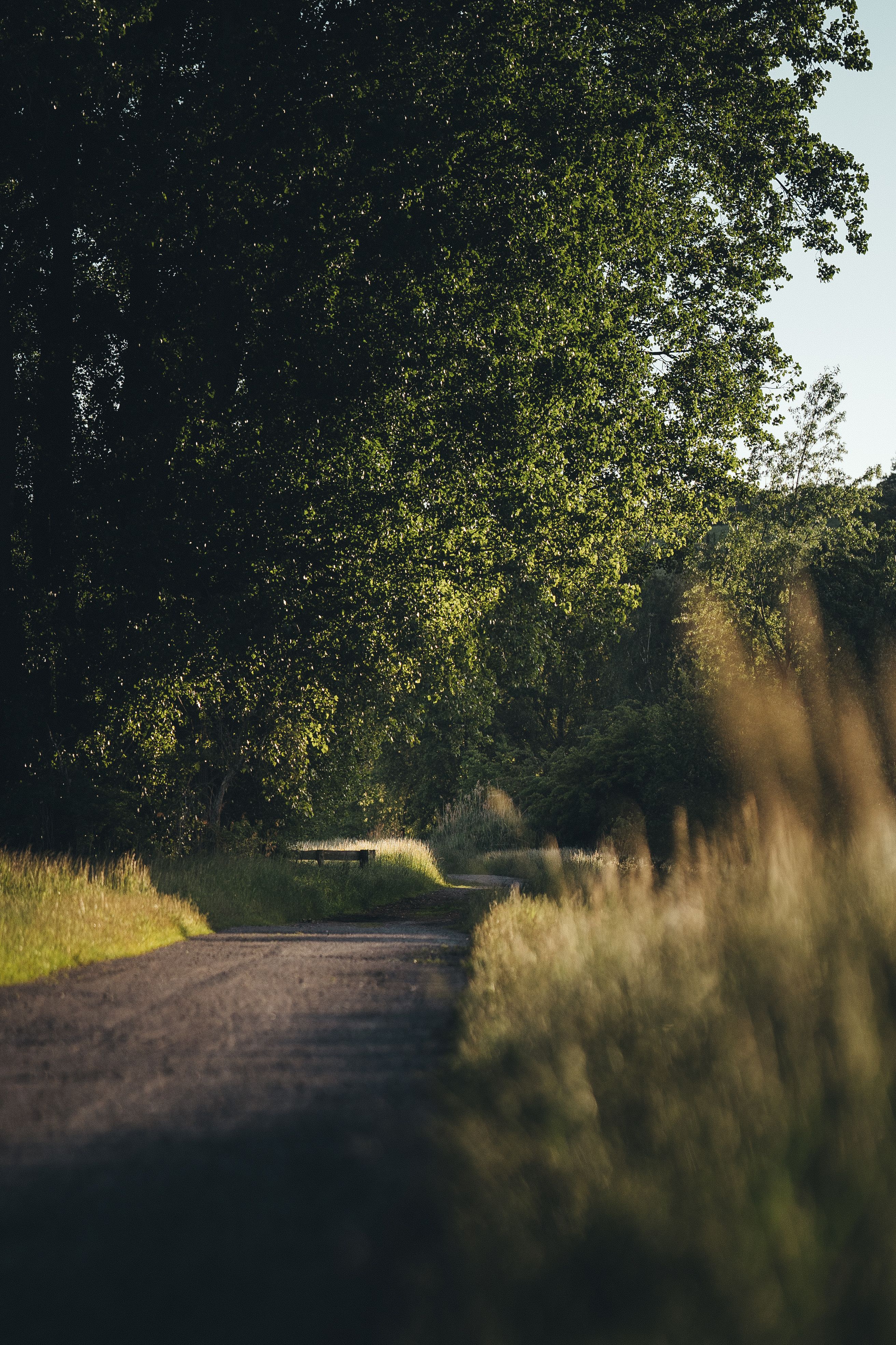 peaceful winding path through green trees in soft morning sunlight