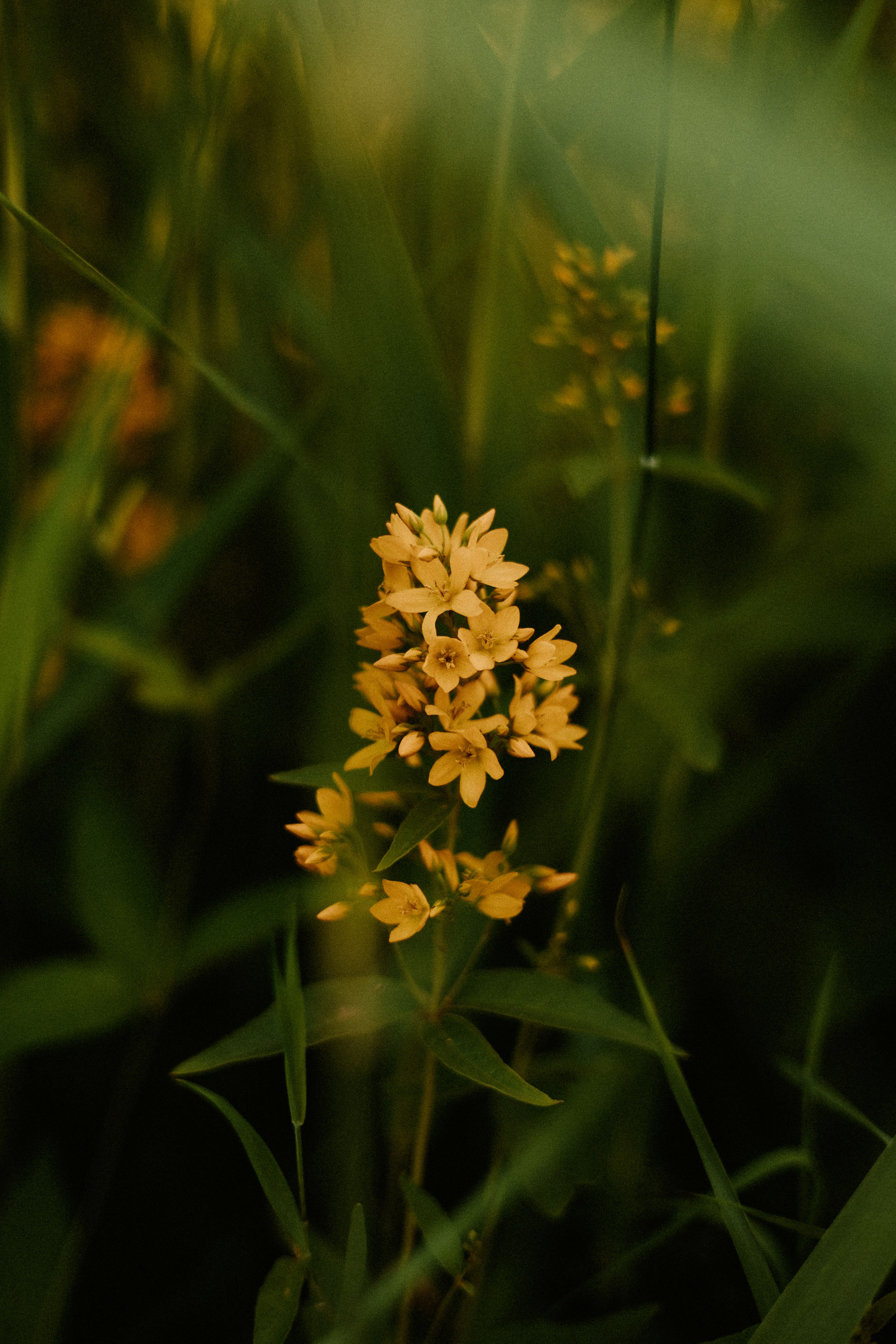 A yellow flower in the middle of tall grass · Free Stock Photo