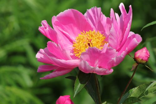 Free Close-up of a vibrant pink peony flower blooming outdoors in summer. Stock Photo