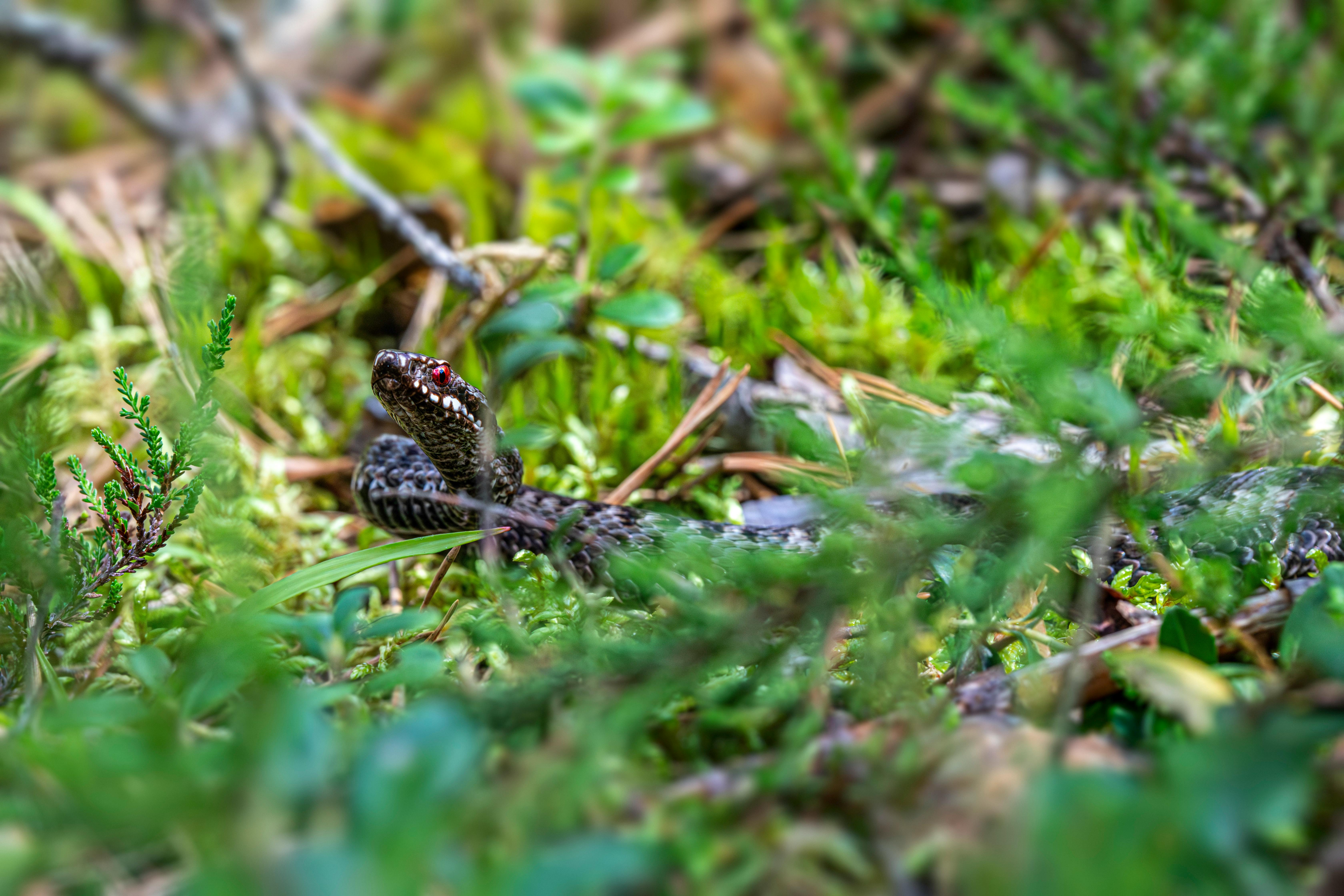 A small snake is sitting in the grass