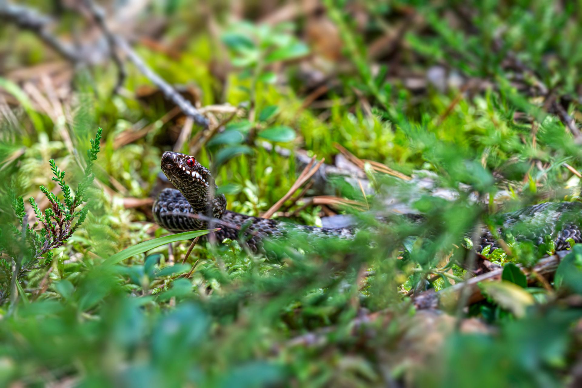 A small snake is sitting in the grass
