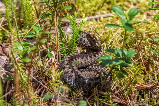 A European adder (Vipera berus) camouflaged in a forest environment, showcasing its natural habitat.