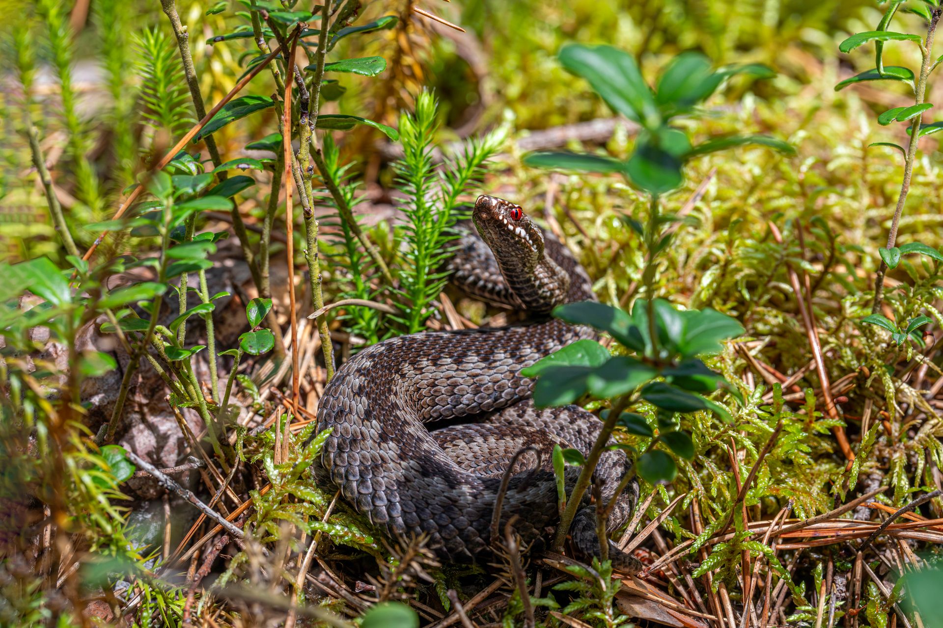 A snake is sitting in the grass next to some plants