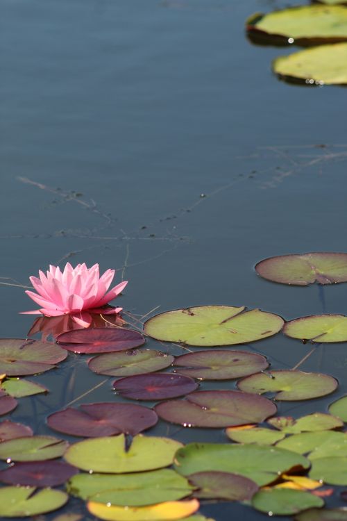 Free A beautiful pink lotus flower floats peacefully among green lily pads in a calm pond. Stock Photo