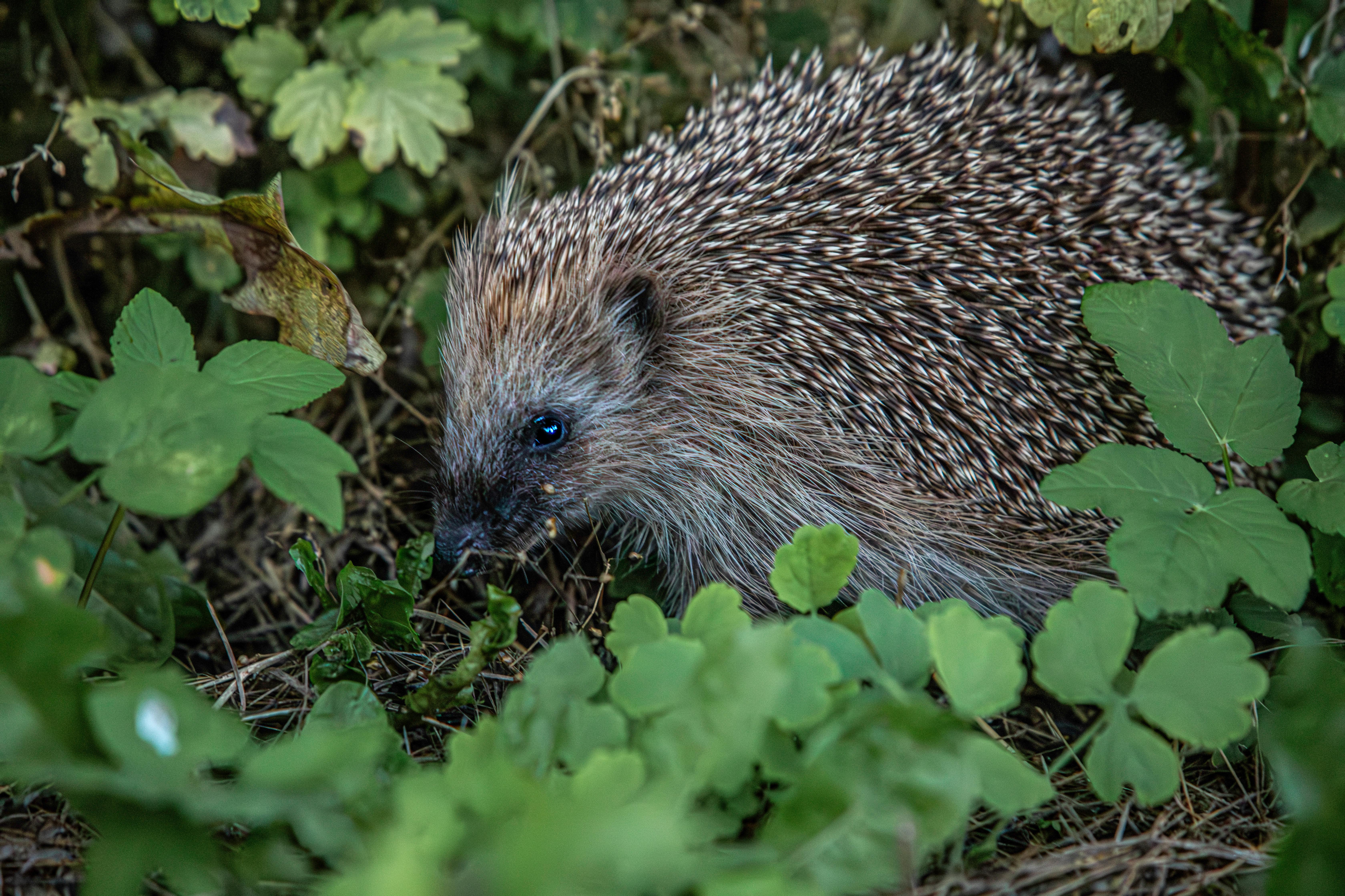 A hedgehog is eating some leaves and grass