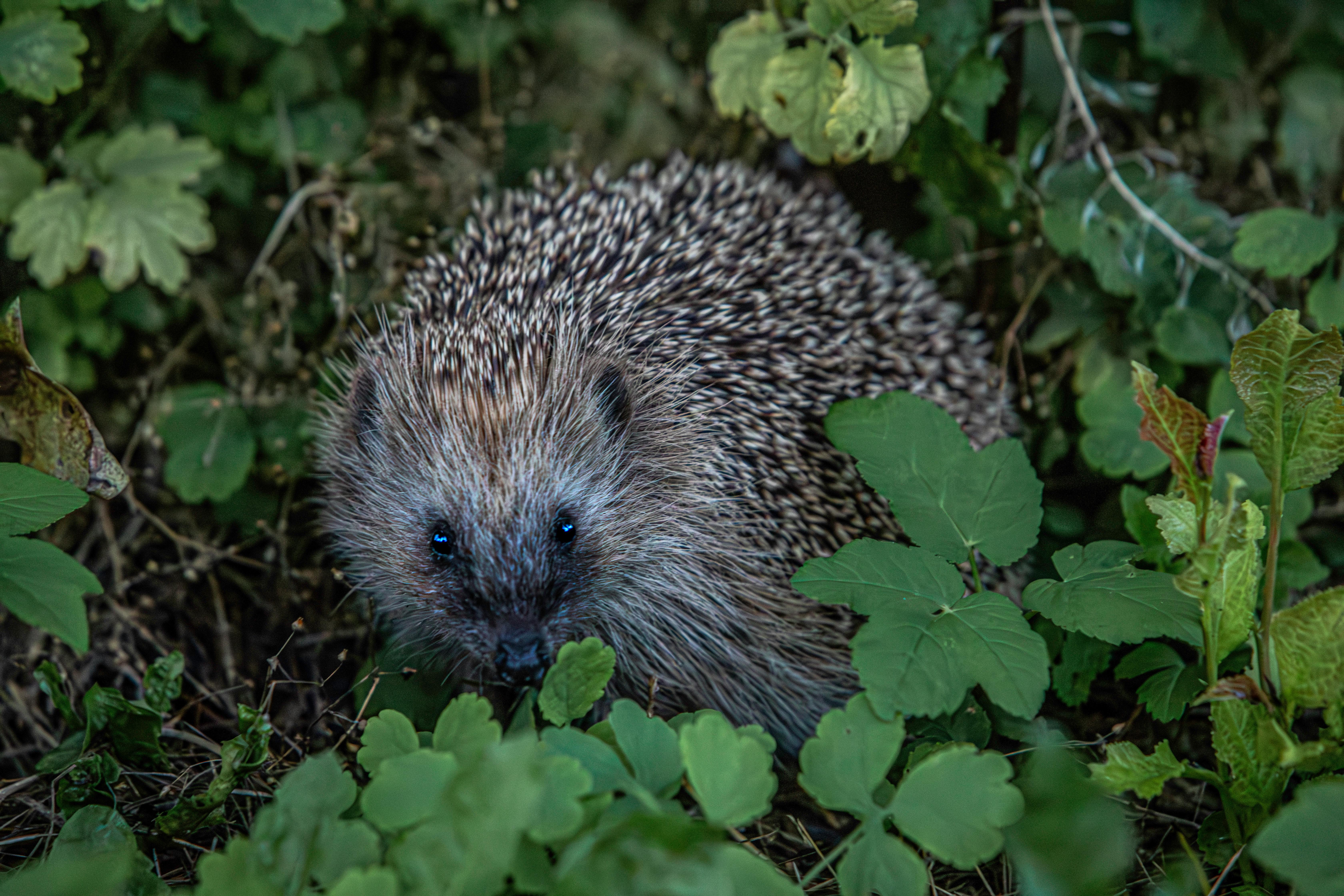 A hedgehog is hiding in the grass