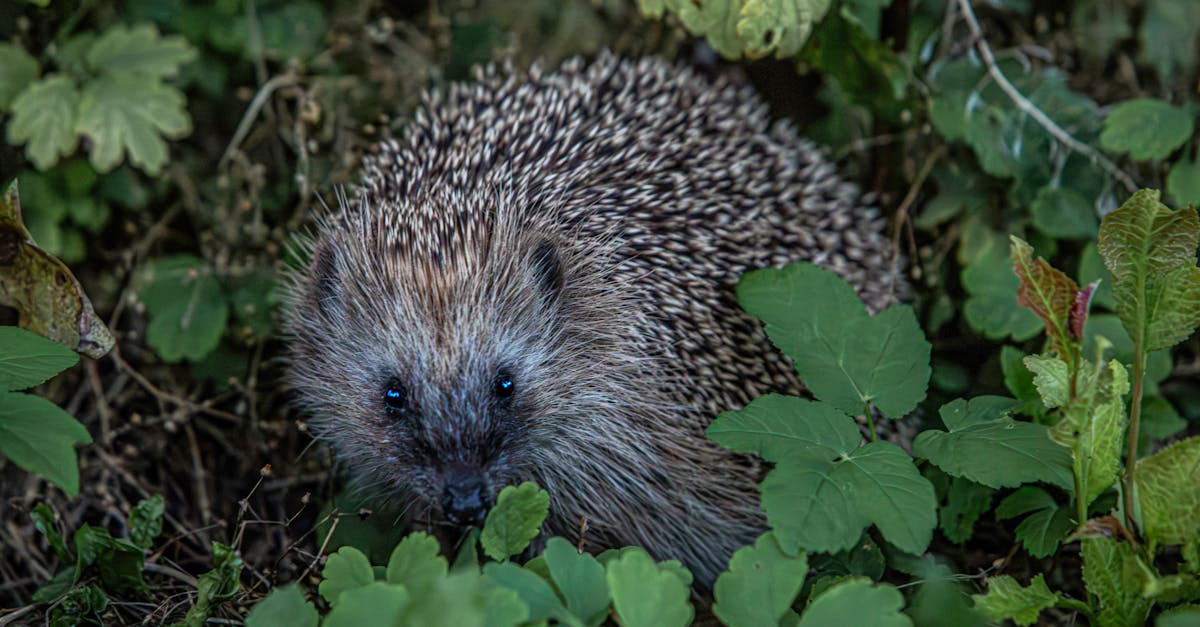 A hedgehog is hiding in the grass