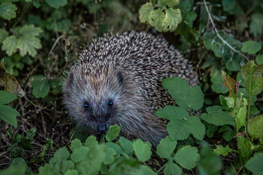 hedgehog photo