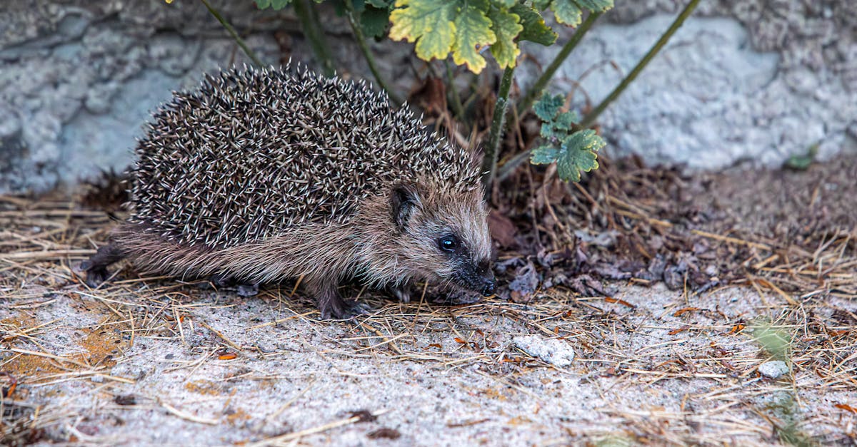 AI Impact on Roles, Not Just Processes