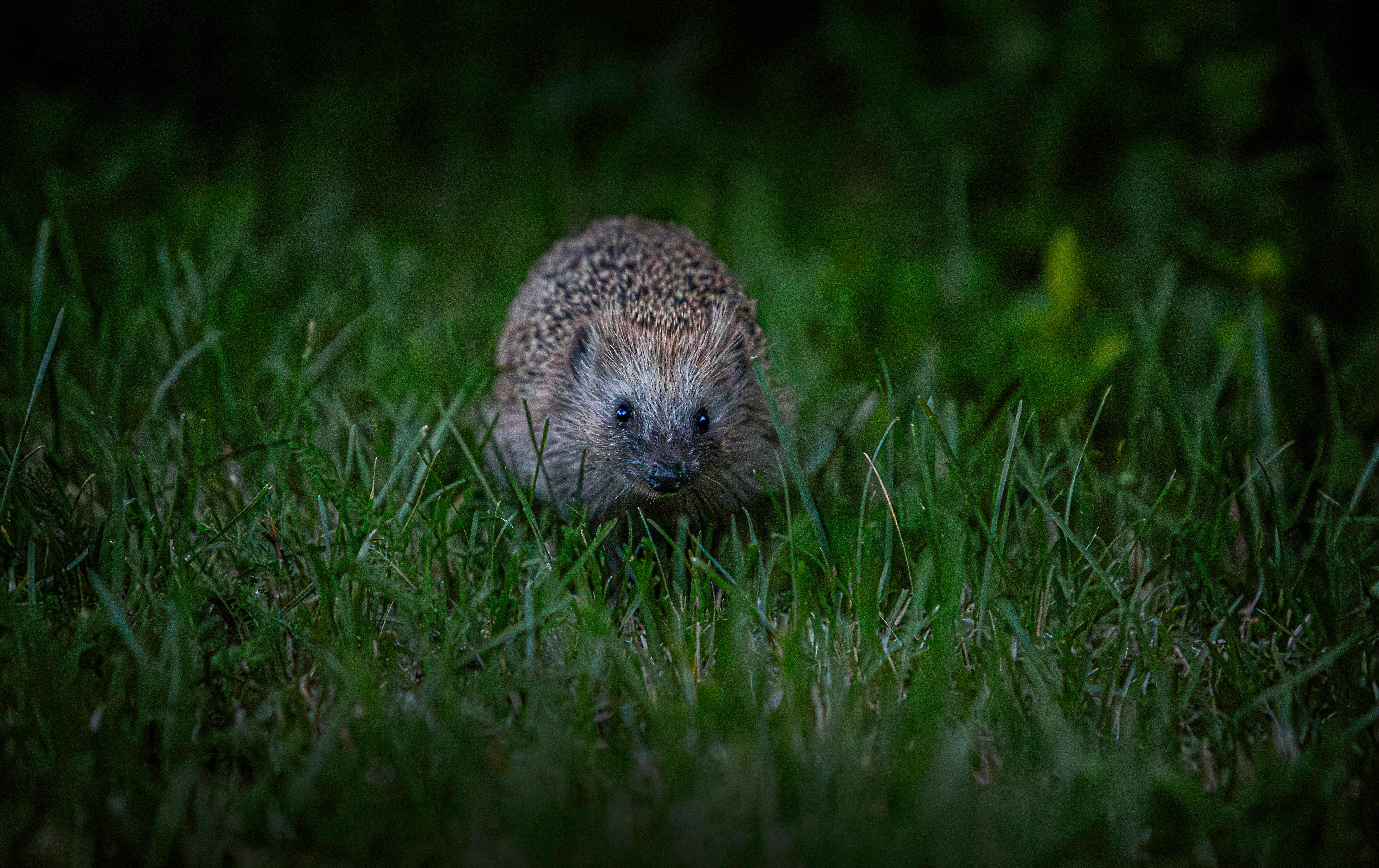 A hedgehog is walking through the grass