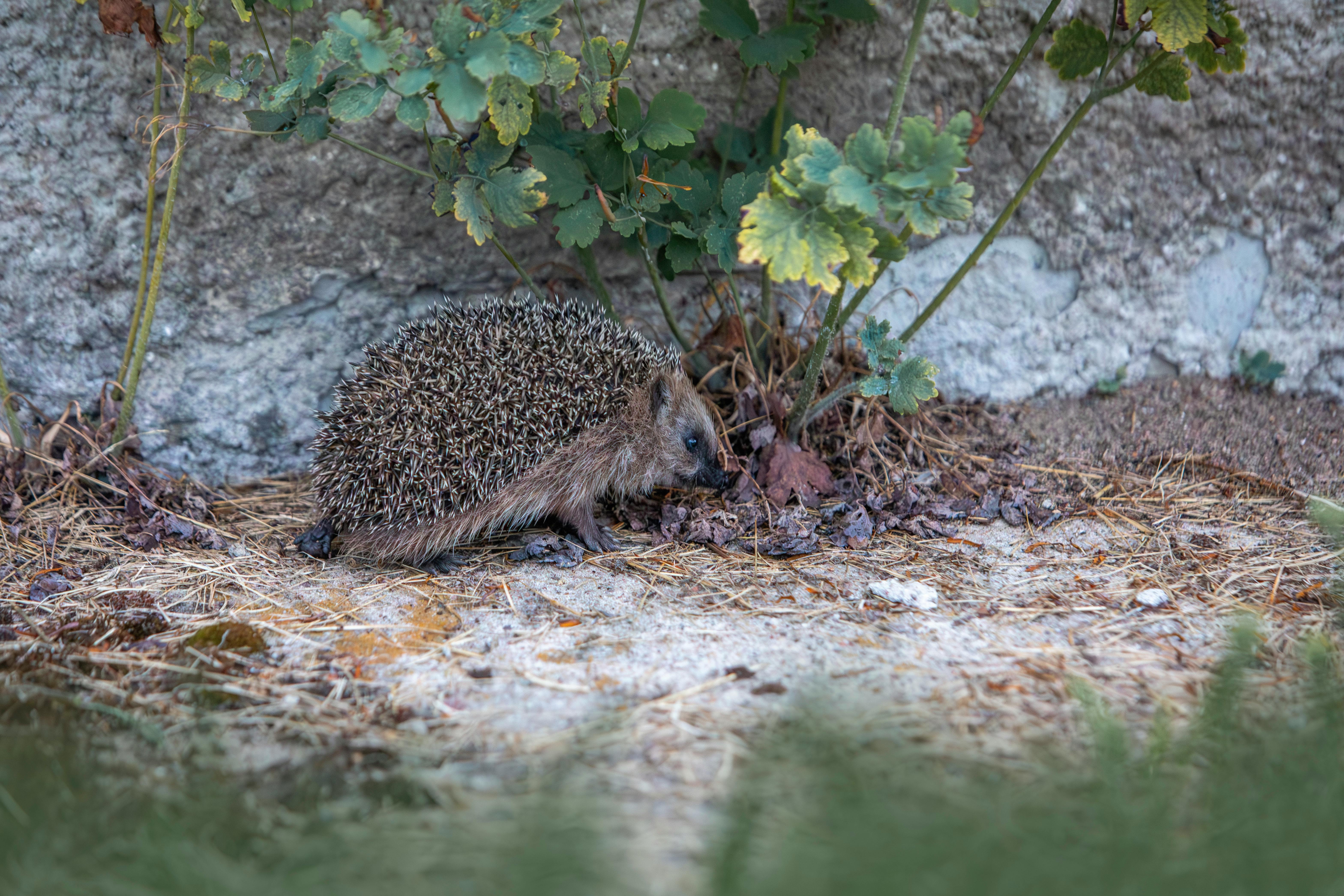 a hedgehog is eating some food near a bush