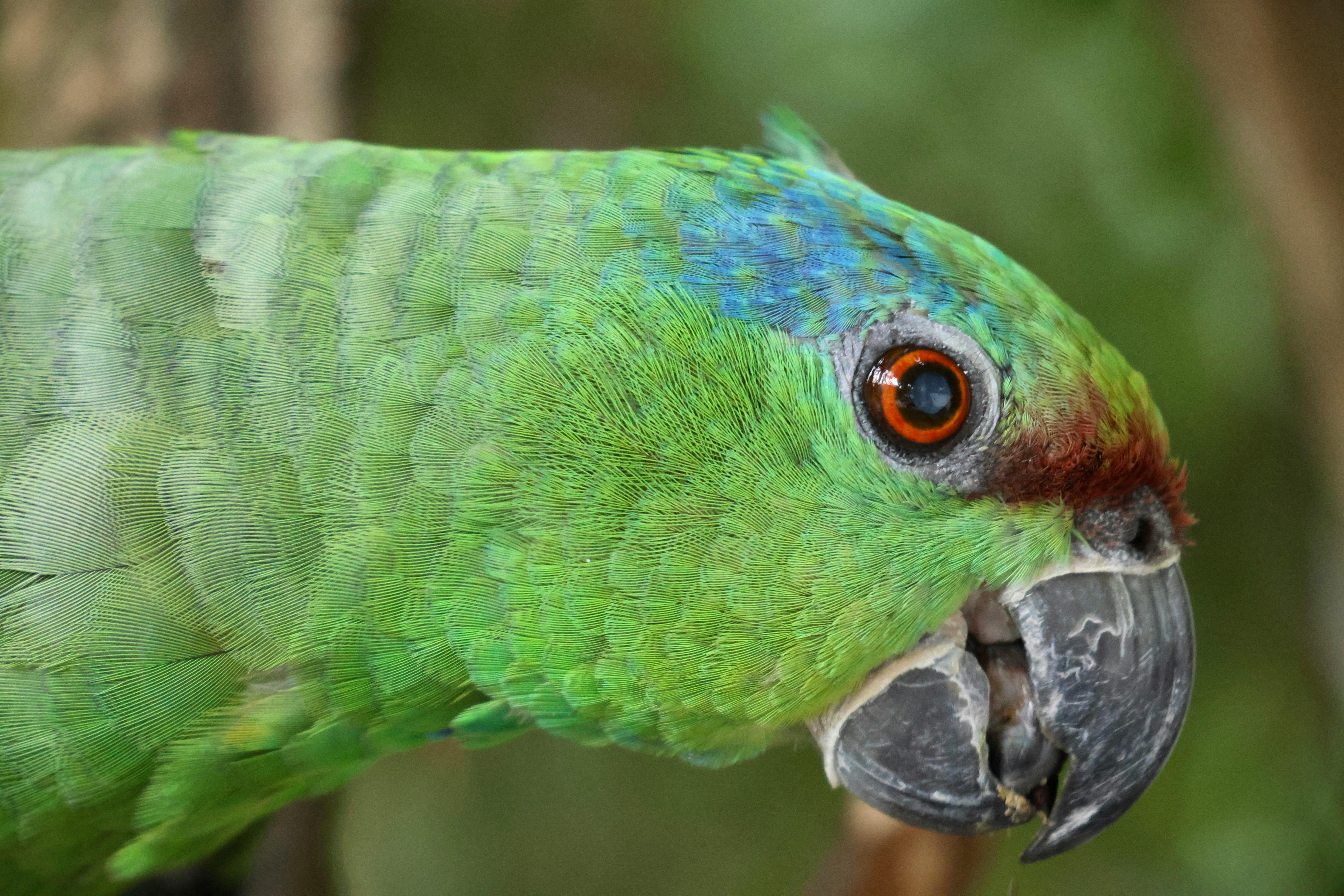 a close up of a green parrot with blue eyes