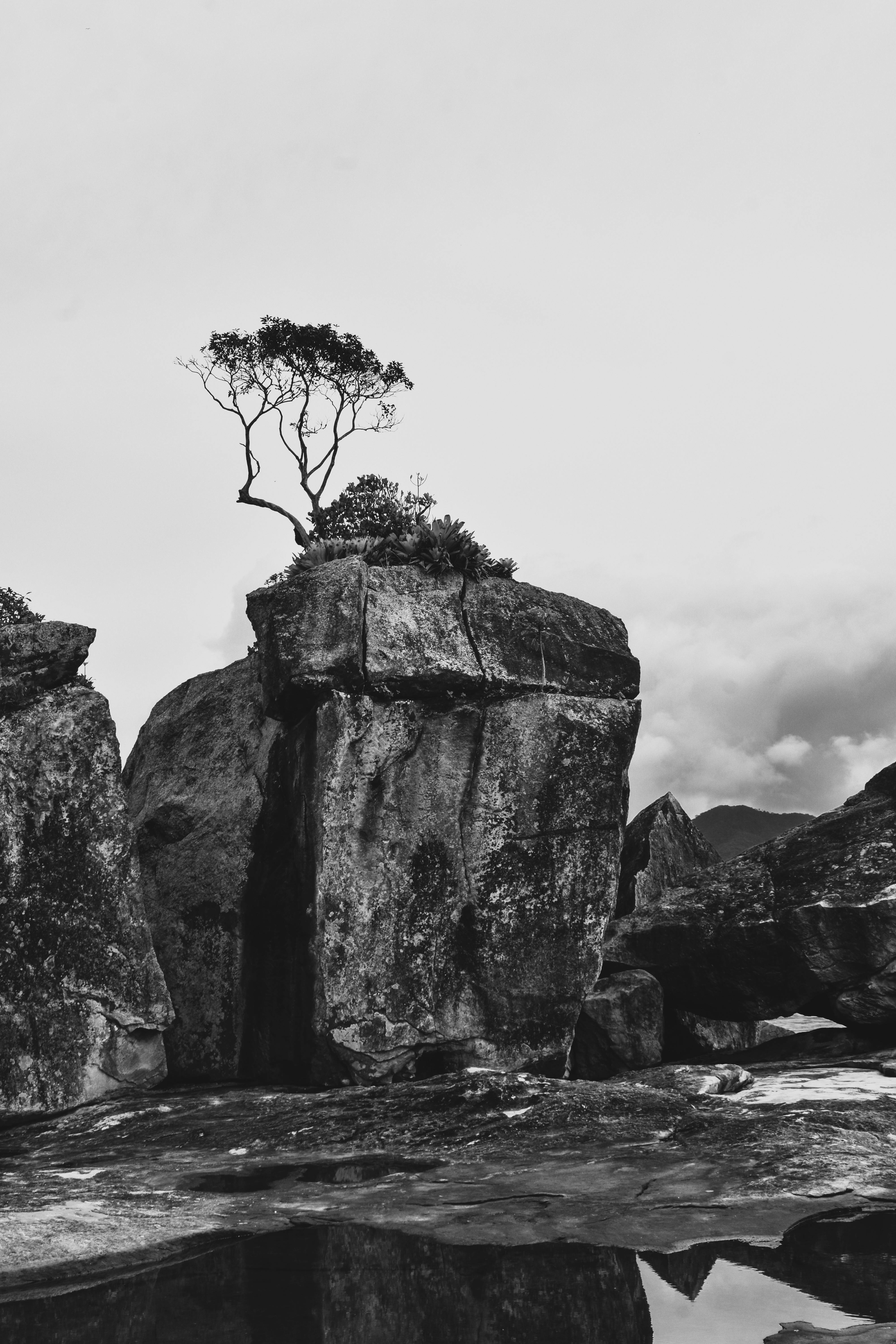 A solitary tree on a rugged rock formation creates a stark, dramatic scene in Ubatuba, Brazil