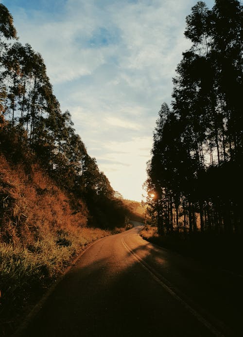 Silhouette of Trees