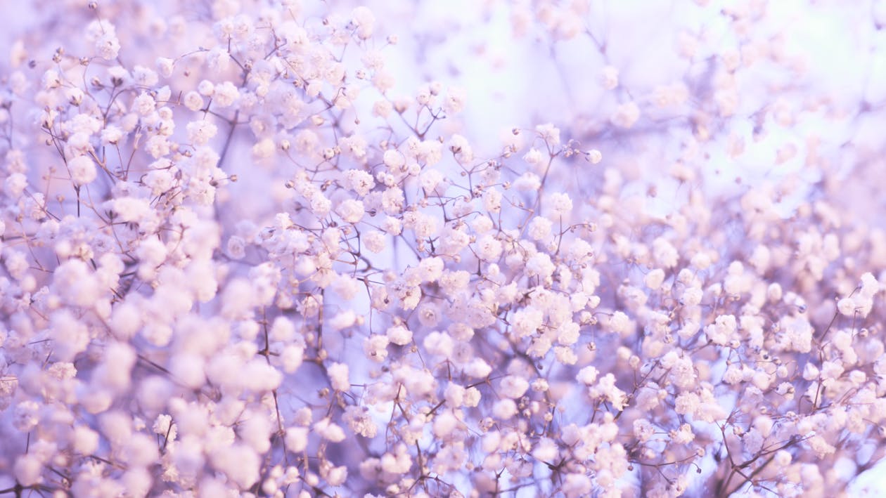 White Cherry Blossom Flowers