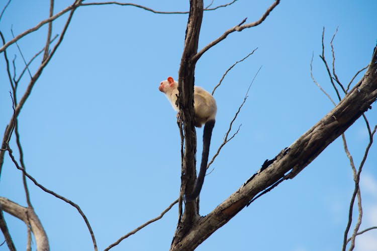 Monkey On Tree