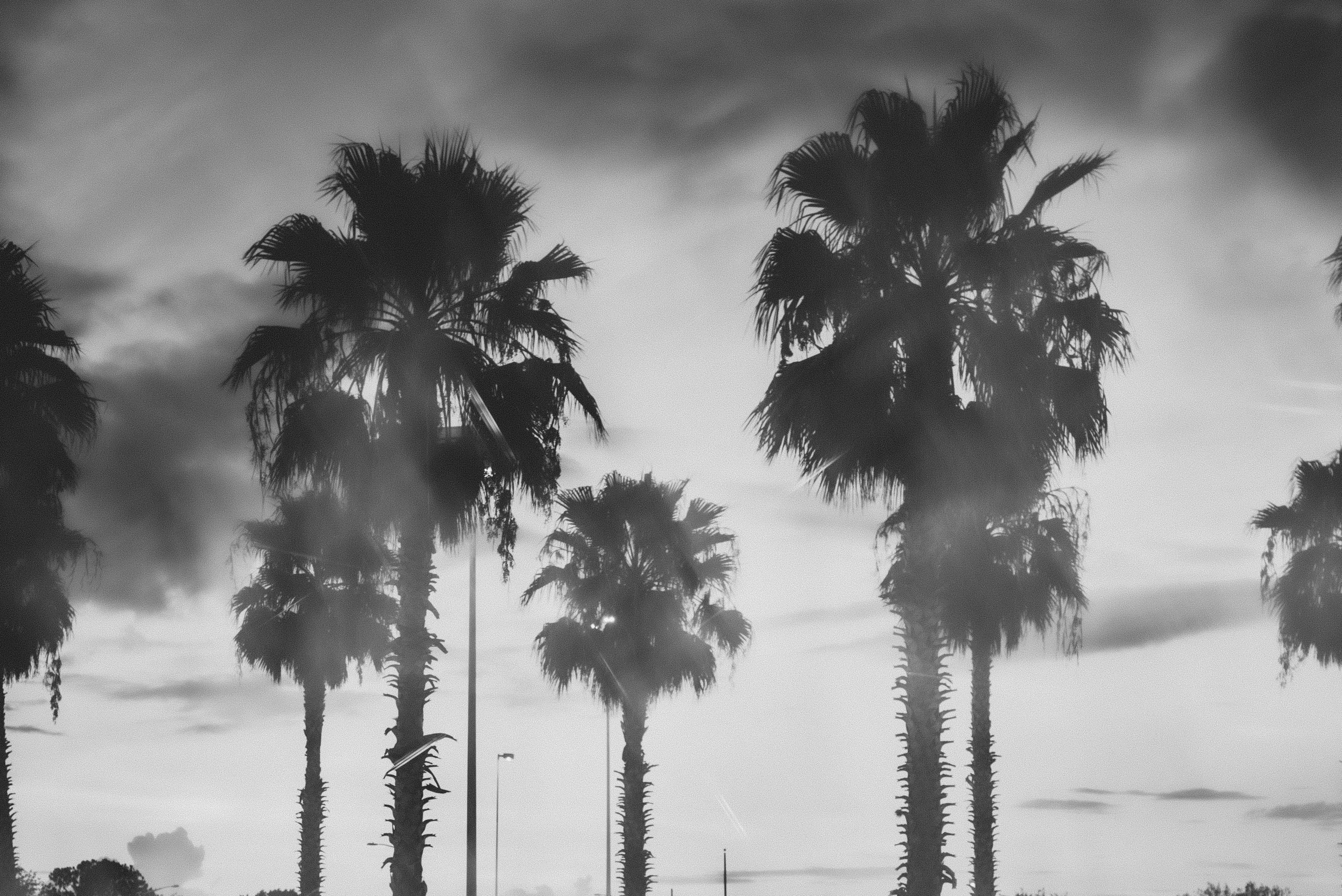 Gratis arkivbilde med florida, himmel, mørk Arkivbilde