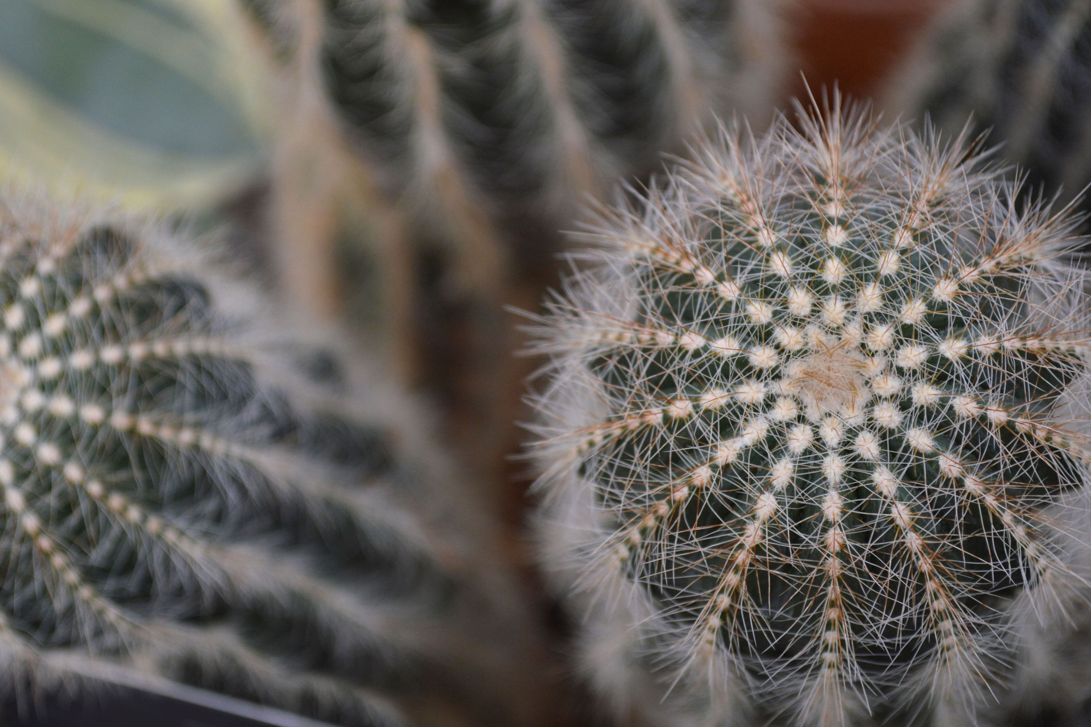 Cactus Needles · Free Stock Photo