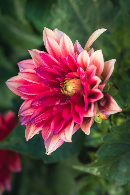 Free Close-up of a vibrant pink dahlia bloom with lush green foliage, perfect for floral themes. Stock Photo