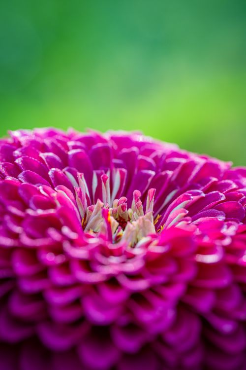 Free Macro shot of a vivid pink zinnia flower in full bloom with green background. Stock Photo