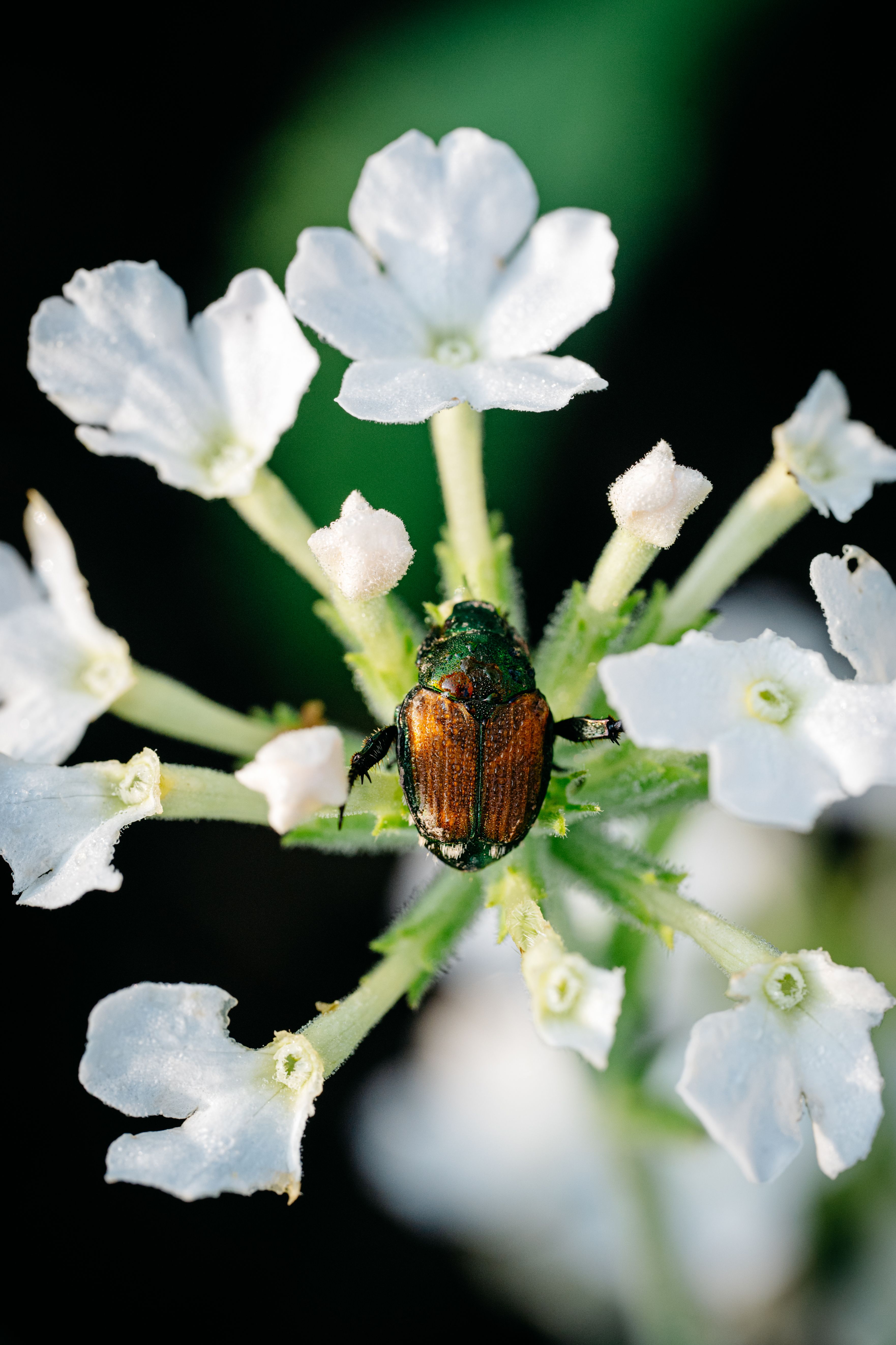 A green beetle sits on top of white flowers · Free Stock Photo