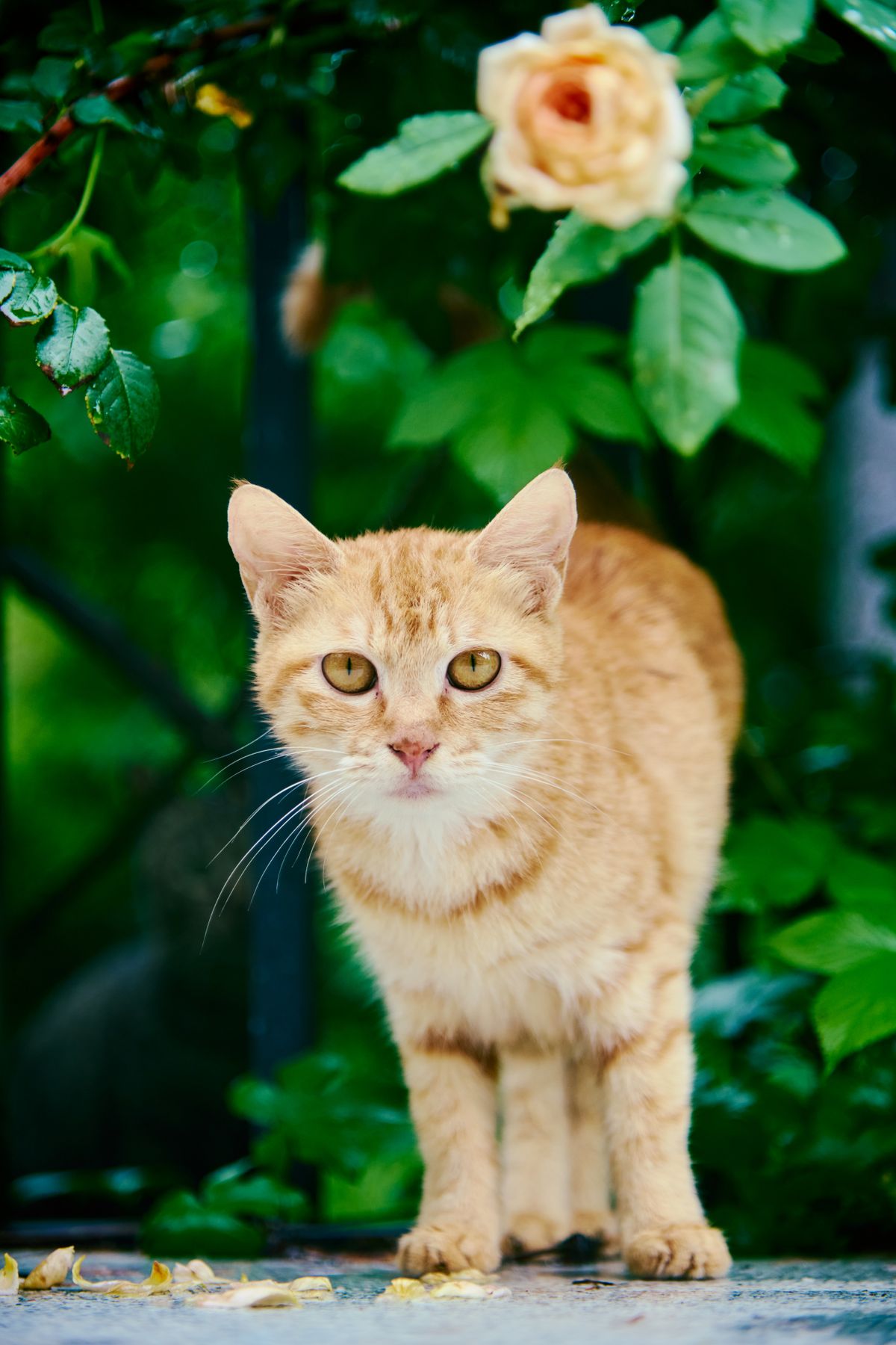 Cat With Rose Flower Photos, Download The BEST Free Cat With Rose ...