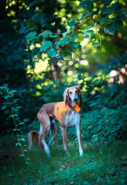 dog anxiety vest
