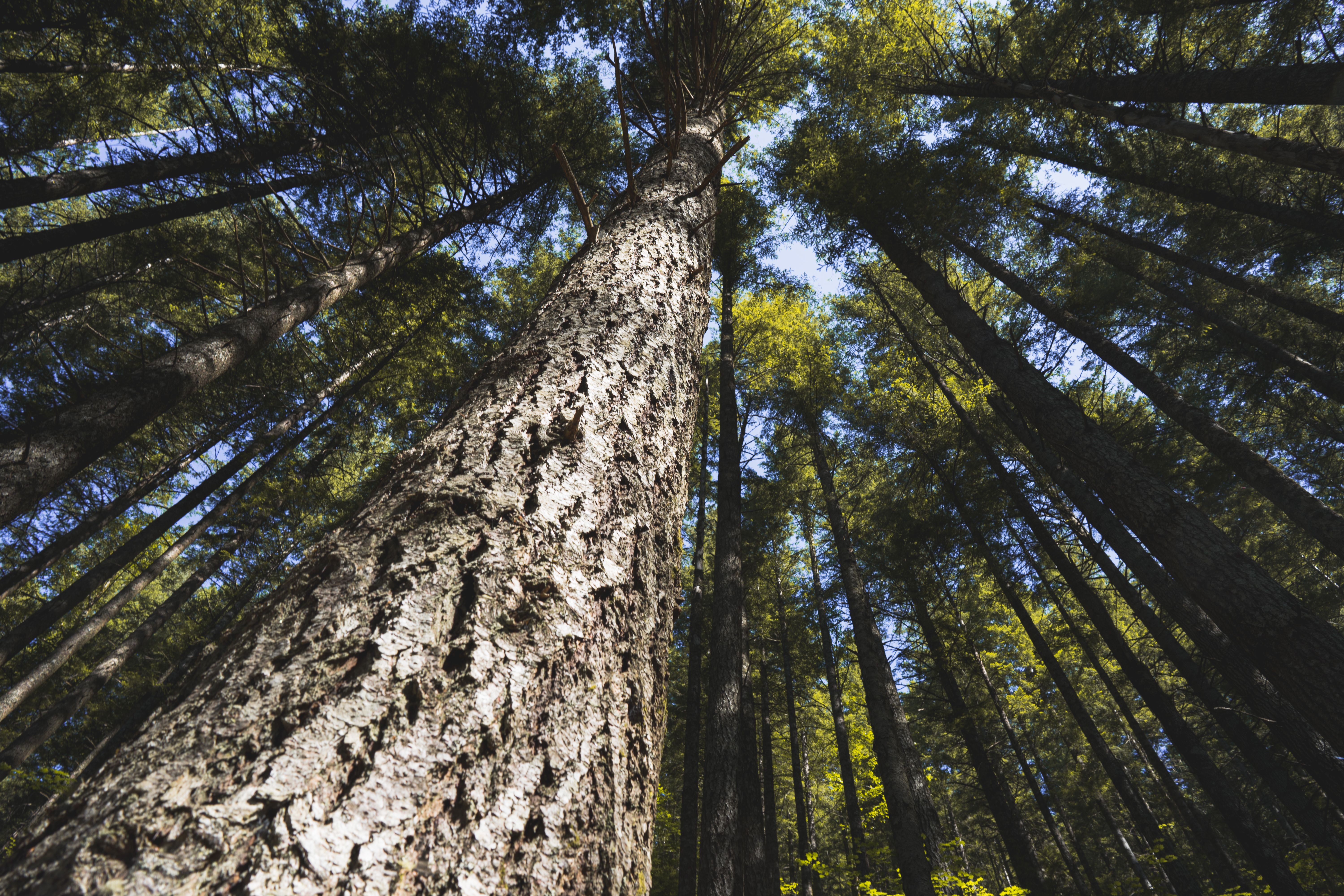 Upward view of towering redwood trees in a lush forest, capturing nature's grandeur.