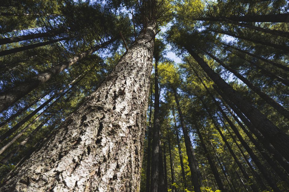 Upward view of towering redwood trees in a lush forest, capturing nature's grandeur.