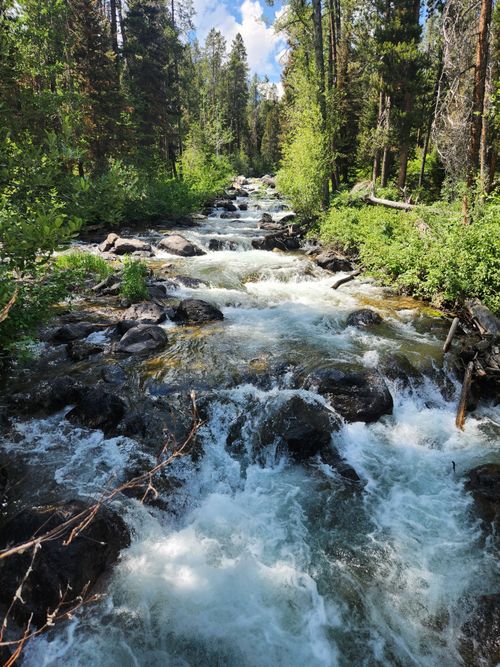 Free A picturesque mountain stream cascades through a forest on a sunny summer day. Stock Photo