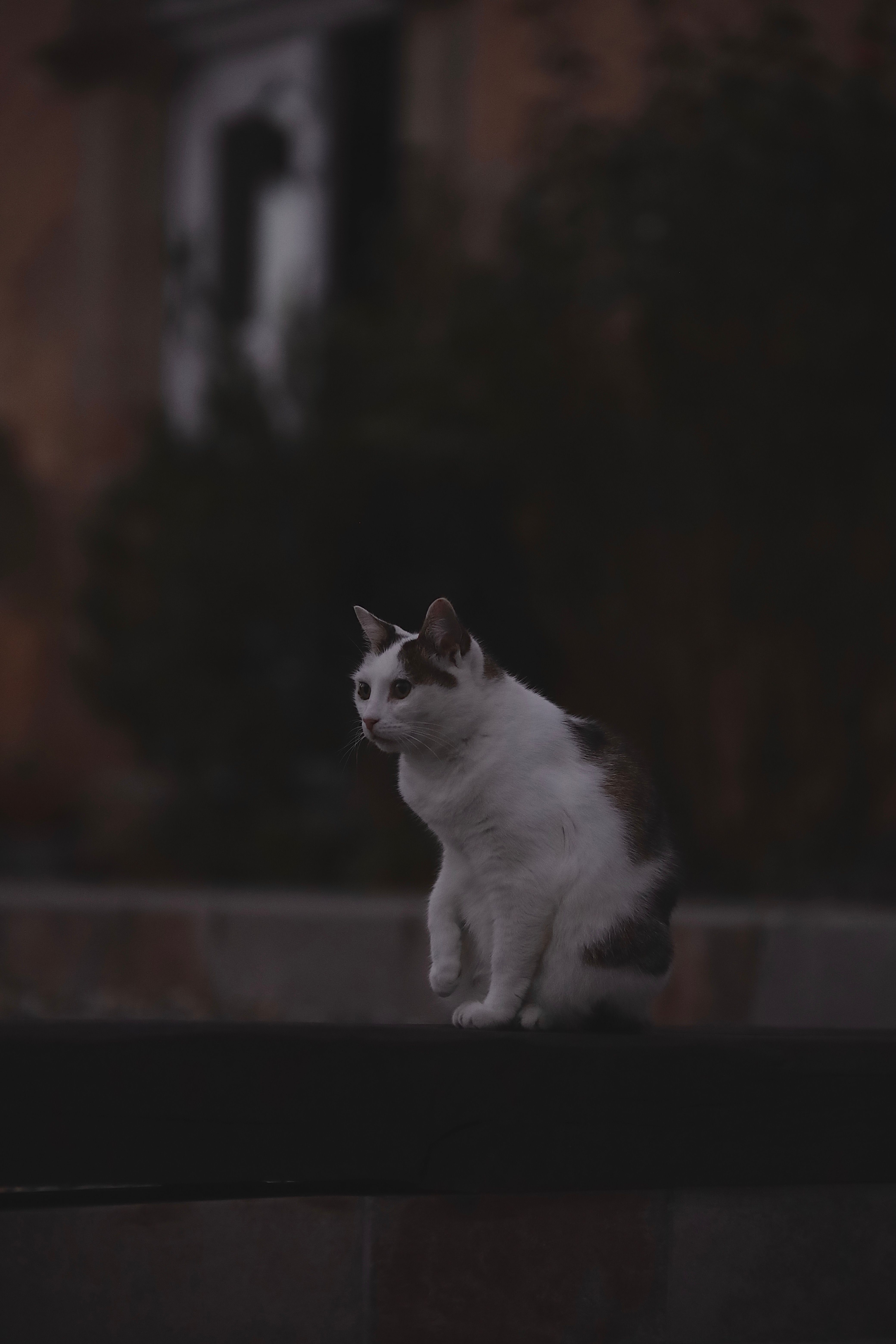 A cat sitting on a ledge · Free Stock Photo