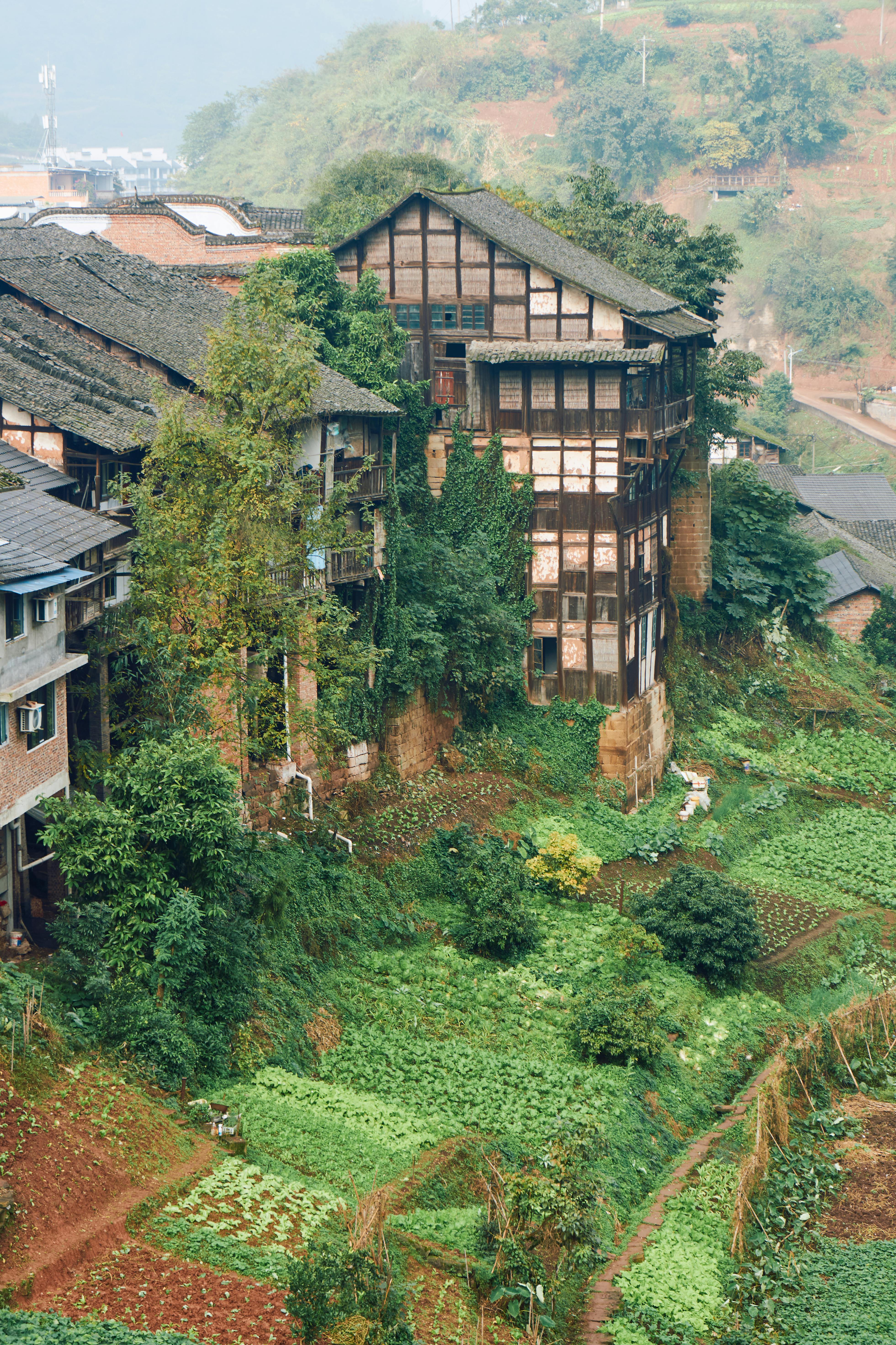 Rustic farmhouses surrounded by lush green terraces on a hillside.