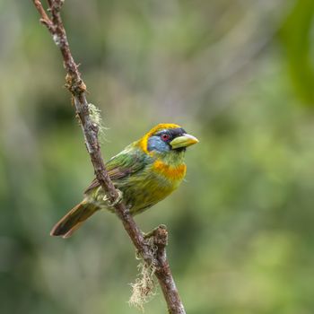 bird photo