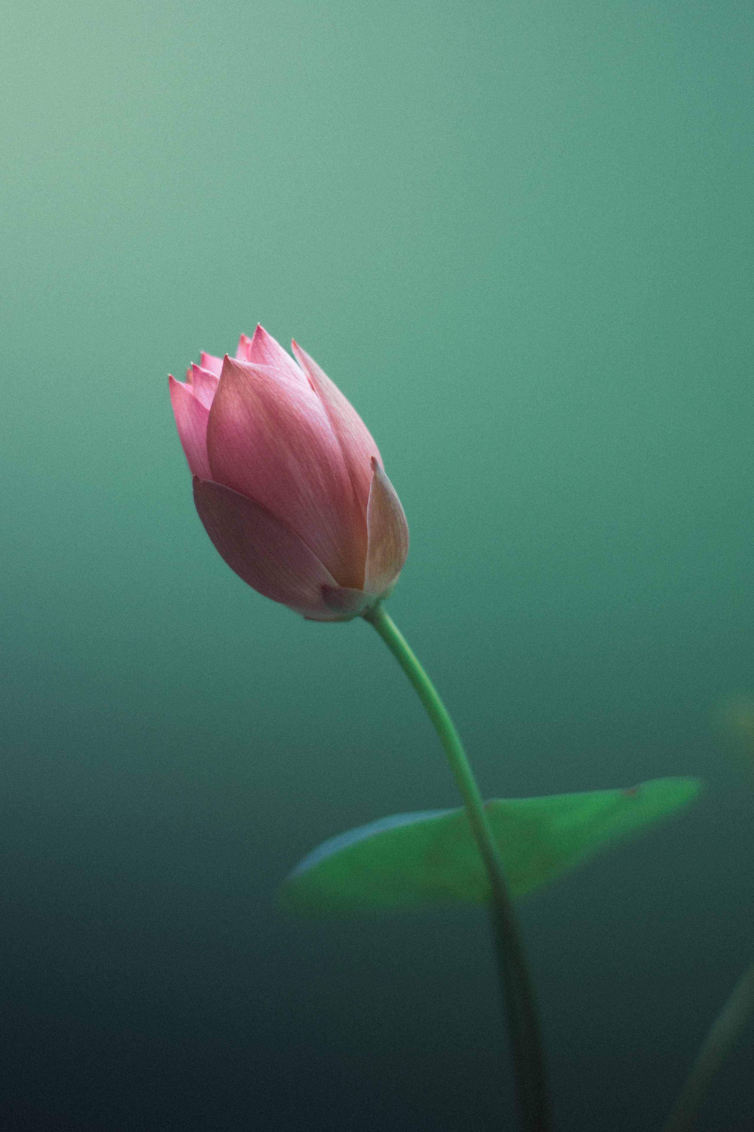 A pink flower is shown in a green background · Free Stock Photo