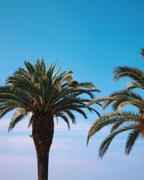 Free Lush green palm trees reaching towards a vibrant blue summer sky, evoking a sense of tropical vacation bliss. Stock Photo