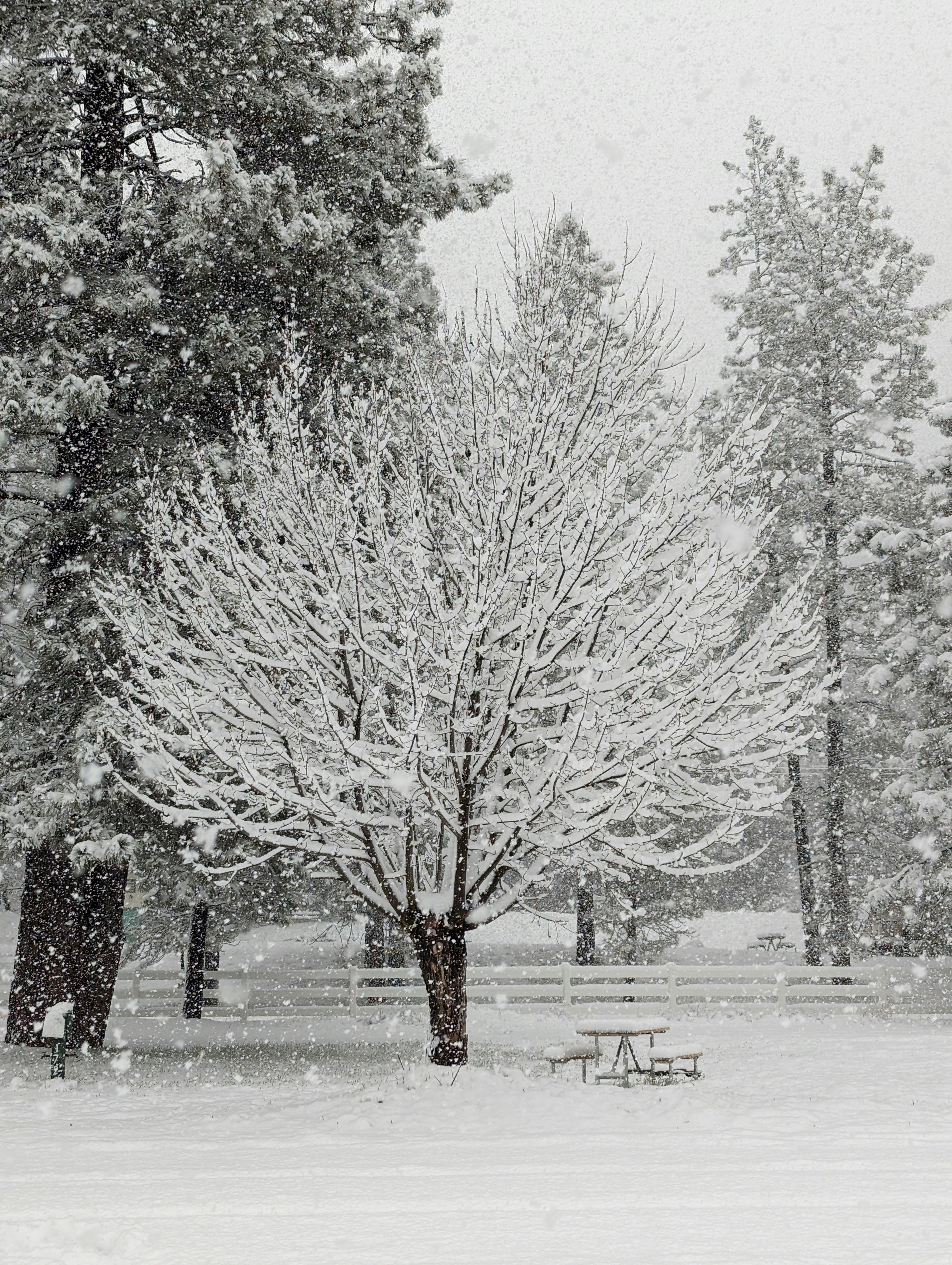 Snow-covered trees in a tranquil Yosemite Lakes setting, capturing winter's splendor.