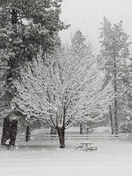 Snow-covered trees in a tranquil Yosemite Lakes setting, capturing winter's splendor.
