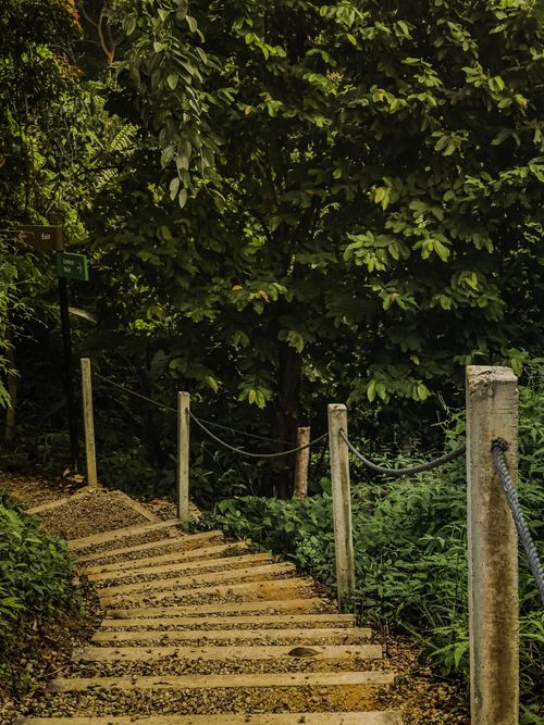 Free Peaceful forest trail with lush greenery in Kuala Lumpur, Malaysia. Perfect for nature walks. Stock Photo