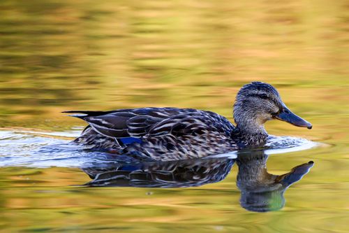 Free Mallard duck gracefully gliding on reflective water surface, showcasing serene wildlife beauty. Stock Photo