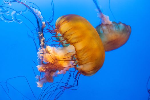 Stunning close-up of jellyfish swimming against a blue background at Vancouver Aquarium.