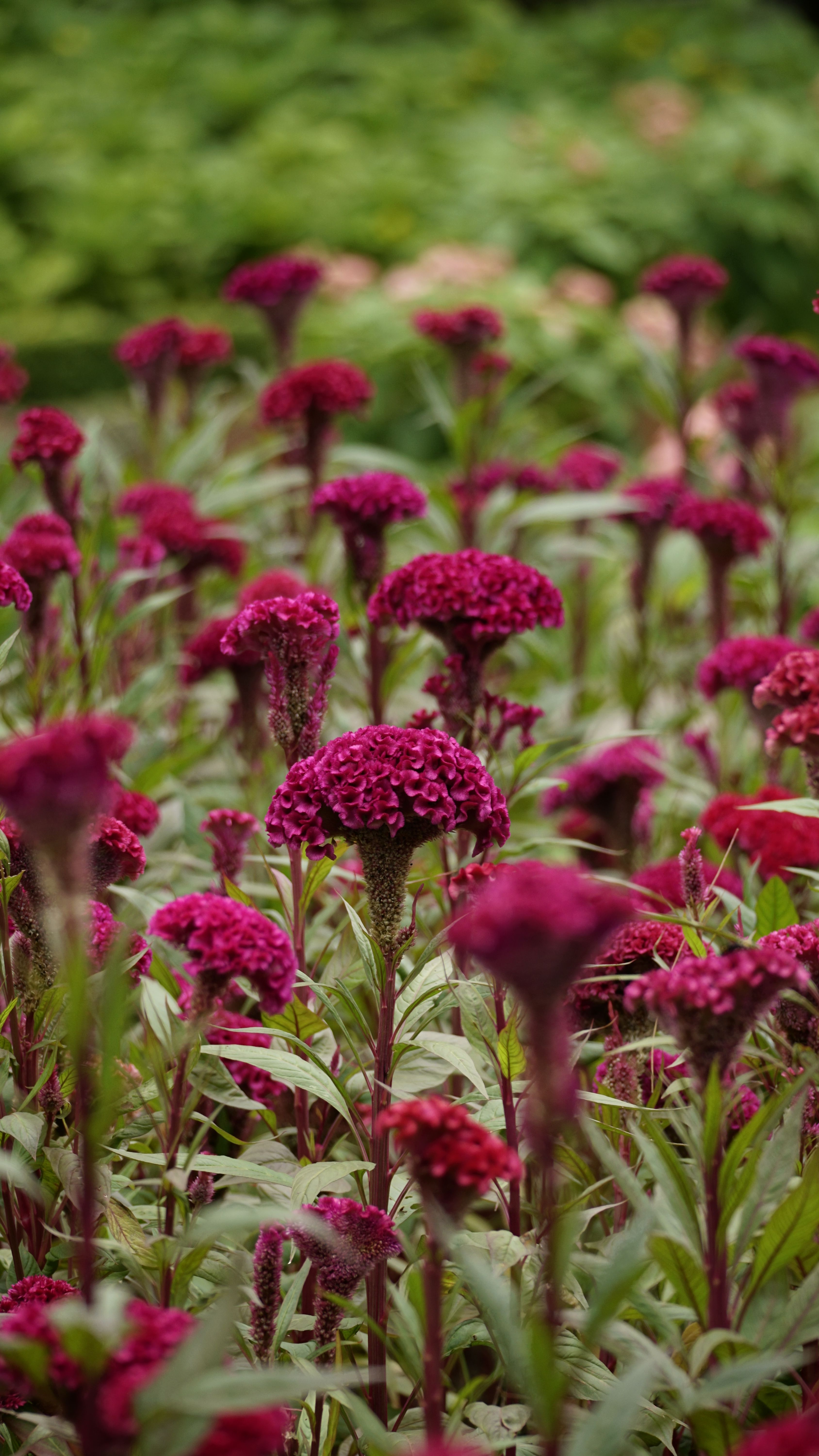 A field of purple flowers with green leaves · Free Stock Photo