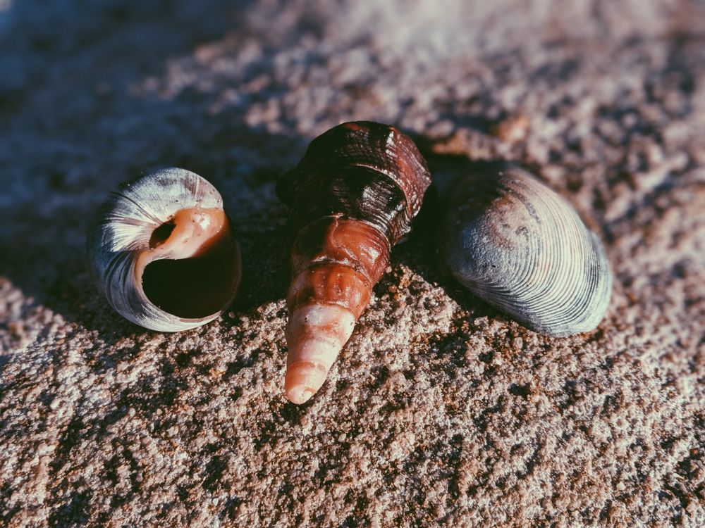 Gray Blue Shells Three Gray Seashells · Free Stock Photo