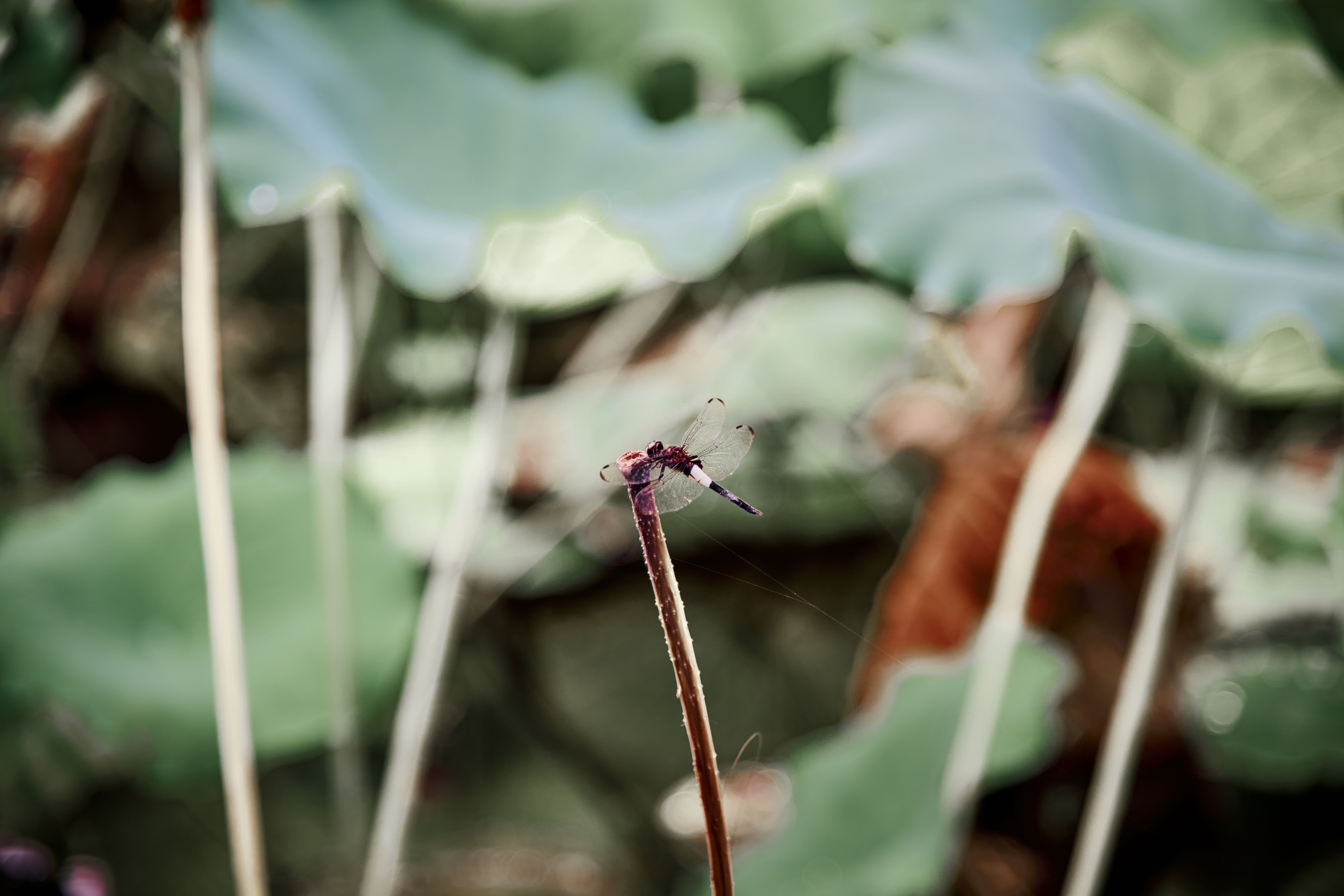 A dragonfly sits on a stalk of green leaves · Free Stock Photo