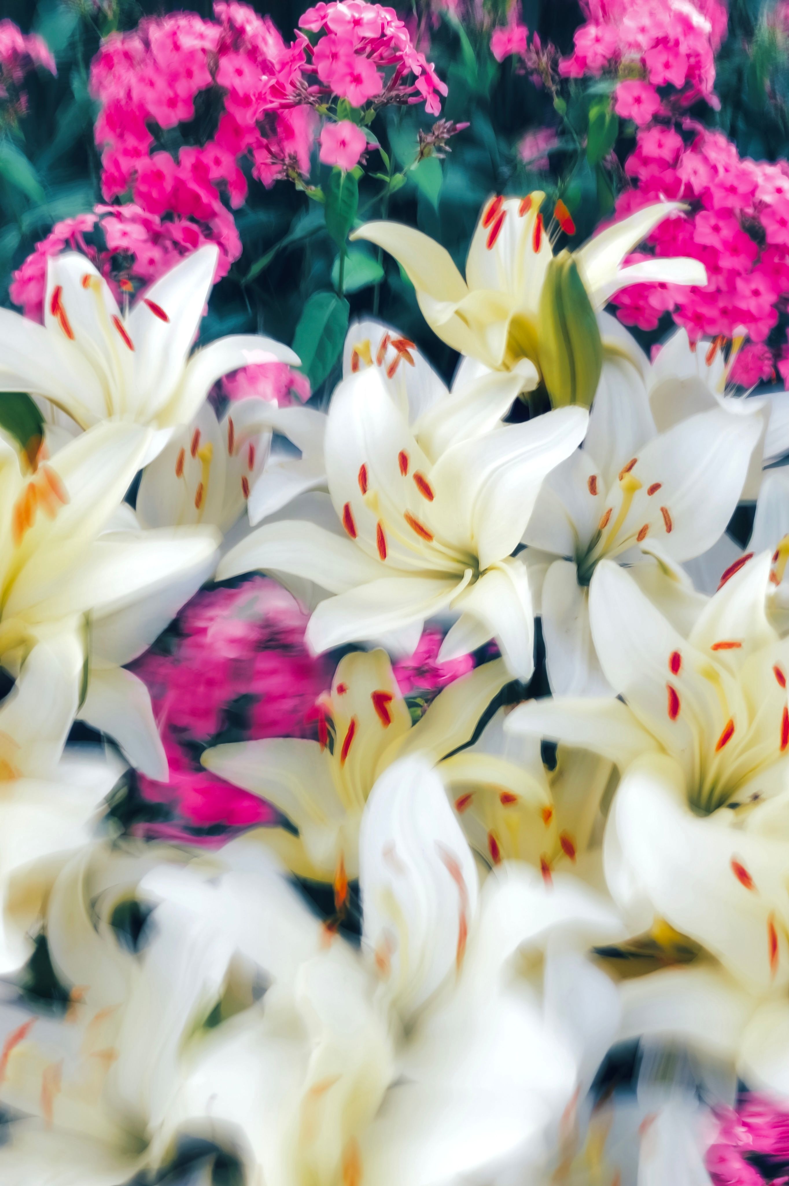 A lush display of white lilies against a vibrant pink flower background, exuding elegance and romance.