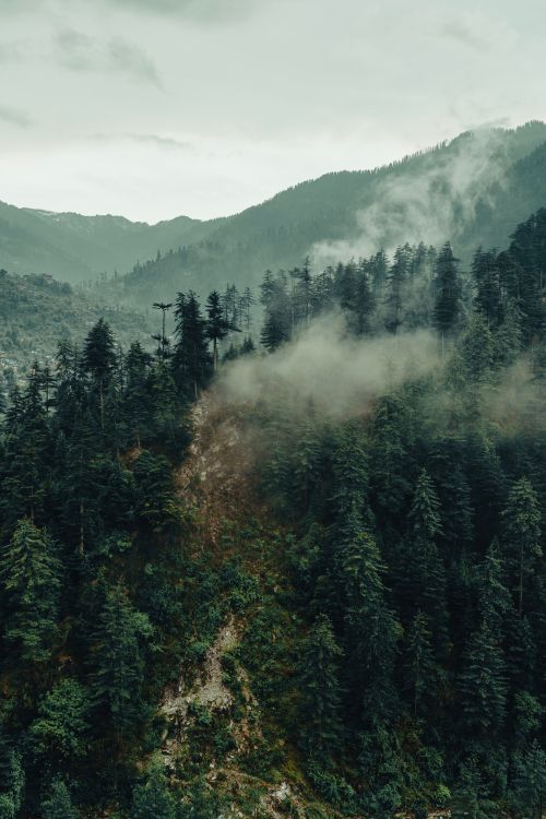 Forested slope under low cloud — photo by Samar Mourya on Pexels